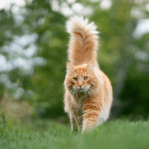 Orangefarbene Katze auf einer Wiese