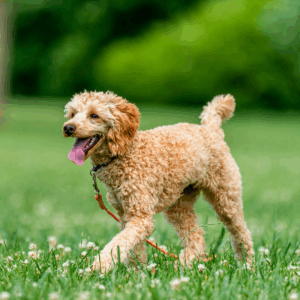 Hellbrauner Hund läuft über eine Wiese