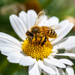 Biene sitzt auf der gelben Blütenmitte einer weißen Margerite.
