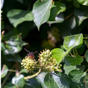 Asiatische Hornisse auf einer Blüte zwischen grünen Blättern