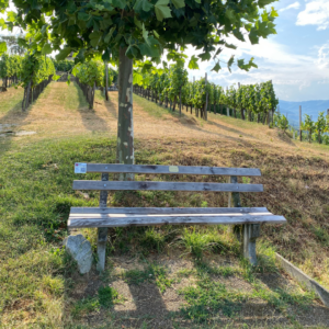 Holzbank unter Bäumen in einem Weinberg mit Blick auf die Landschaft